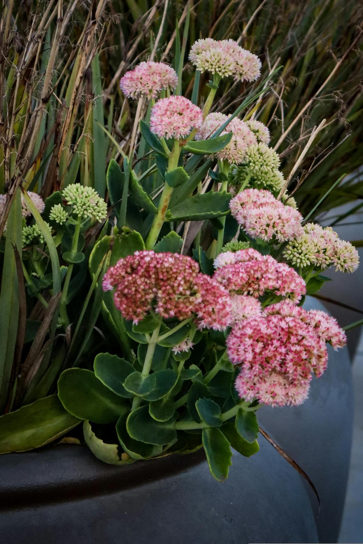 Koje cvijeće posaditi na groblju tako da cvjeta cijelo ljeto / foto pexels.com