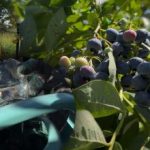 Borovnice će izdržati svaki mraz: vrtlar je otkrio glavne jesenske