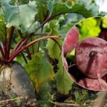 Kada brati repu 2025.: imenovana su dva znaka zrelog povrća