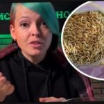 Kako odabrati zelenu gnojidbu i iznenaditi svoje susjede žetvom: vrtlar