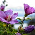 Kako pravilno orezati hibiskus da dobijete bujni grm