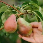 Kako pravilno orezati krušku da biste dobili veliku žetvu: savjeti