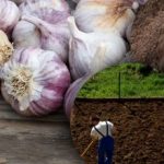 Ozimi češnjak to ne voli: vrtlar je otkrio tajnu idealne