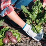 Što ne smijete uzgajati u svom vrtu: vrtlari su naveli