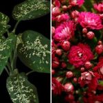 Tri sobne biljke koje privlače štetočine u kuću